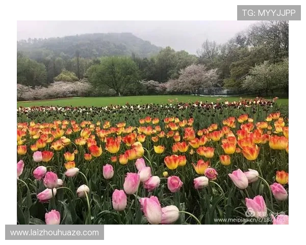 《花海之巅 王者争锋 绽放英雄梦想的荣耀之路》 《花海之巅 王者争锋 绽放英雄梦想的荣耀之路》
